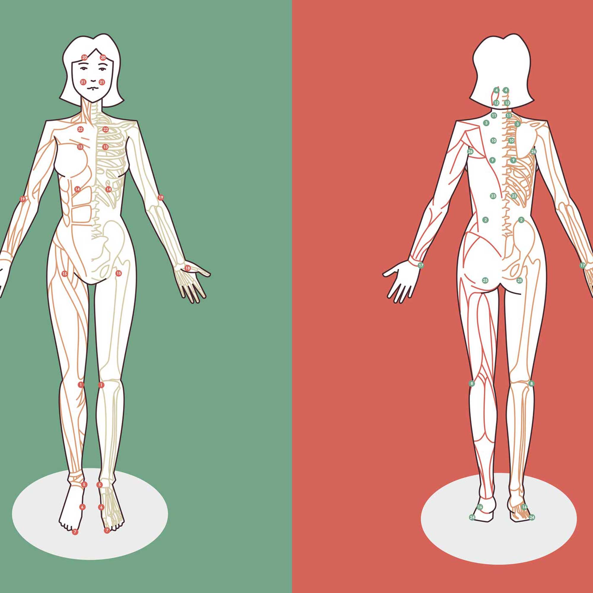ClaudiaWallisser_Illustrationen_Anatomie